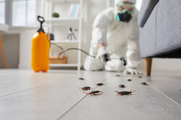 Commercial Rodent Management in Laughlin